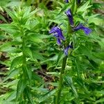 Lobelia siphilitica عادت