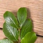 Viburnum rufidulum Leaf