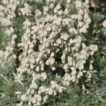 Artemisia pedemontana Λουλούδι