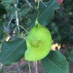 Pterocarpus rotundifolius Fruit