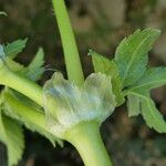 Erodium moschatum Bark