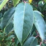 Prunus lusitanica Leaf