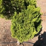 Juniperus chinensis Leaf