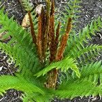 Osmundastrum cinnamomeum Leaf