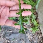 Senecio vulgarisLeaf