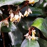 Elaeagnus macrophylla Blomst