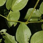 Clematis dioica Плід