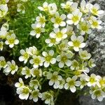 Saxifraga glabella Flower