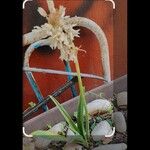 Ornithogalum thyrsoides Blomst
