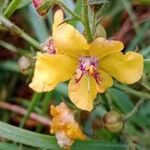 Verbascum blattaria Kwiat