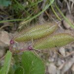 Ononis rotundifolia Fruto