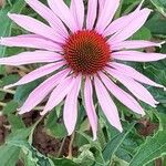 Echinacea purpurea Květ