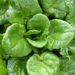 Cochlearia officinalis Hostoa