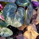 Cyclamen purpurascens Blad