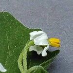 Solanum villosum फूल