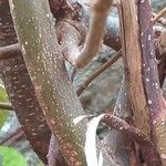 Grewia similis പുറംതൊലി