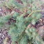 Euphorbia cyparissias Habit