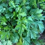 Artemisia princeps List