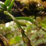 Bulbophyllum elliotii 果實