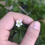 Lycium ferocissimum Flower