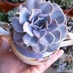 Echeveria lilacina Lapas