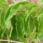 Premna quadrifolia Hoja