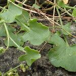 Rumex scutatus Frunză