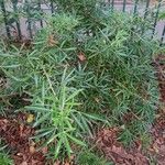 Lupinus angustifoliusLeaf