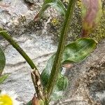 Erigeron annuus Écorce