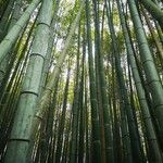 Phyllostachys reticulata Rinde