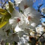 Prunus × yedoensis Çiçek