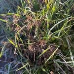 Cyperus strigosus Lehti