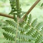 Pteridium capense 葉