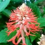 Erythrina abyssinica പുഷ്പം