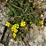 Potentilla brauneana Blomst