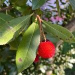 Arbutus unedoFrucht