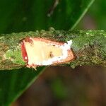 Pycnobotrya nitida Φλοιός