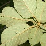 Handroanthus chrysanthus 叶