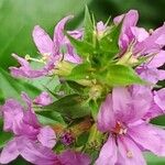 Lythrum salicariaFlower