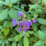 Jovellana punctata Flower