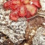 Drosera sessilifolia Листок