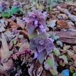 Lamium purpureumফুল