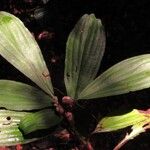 Commelina longicapsa Hoja