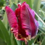 Tulipa grengiolensis Flower