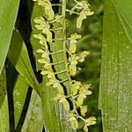 Gomesa planifolia