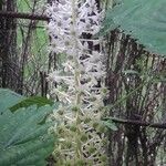 Phytolacca esculenta Квітка