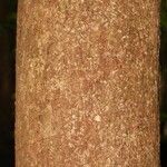 Hevea guianensis Bark