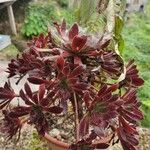 Aeonium simsii Rinde