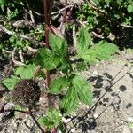 Angelica gigas Leaf