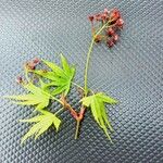 Acer japonicum Ліст